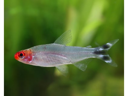 tetra červenohlava