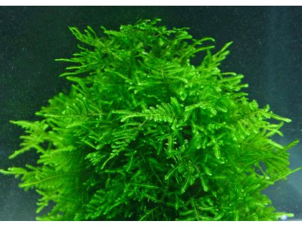 Peacock Moss 1 d3edc140 1dd5 4ab3 b5c3 6bdb64b878a5 ezgif.com webp to png converter