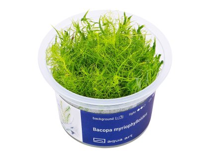 Bacopa myriophylloides