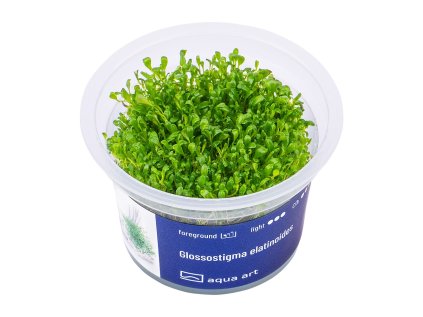 Glossostigma elatinoides