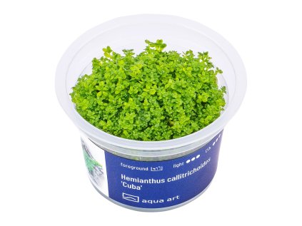 Hemianthus callitrichoides