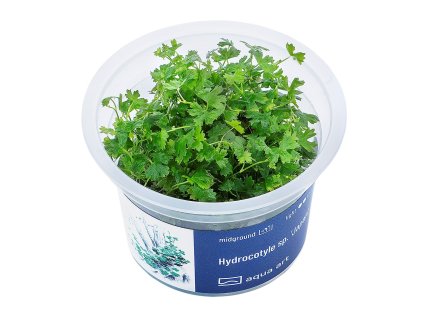 Hydrocotyle sp. Japan