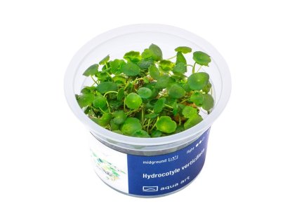 Hydrocotyle verticillata