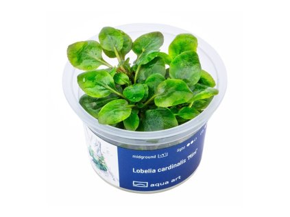 Lobelia cardinalis 'Mini'