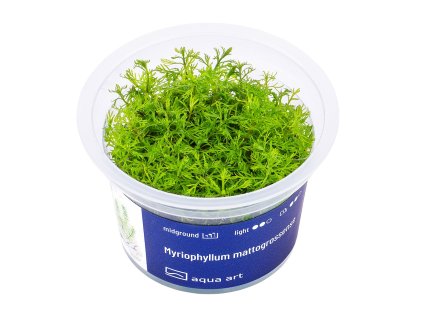 Myriophyllum mattogrossense