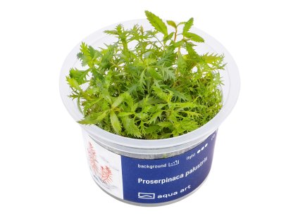 Proserpinaca palustris