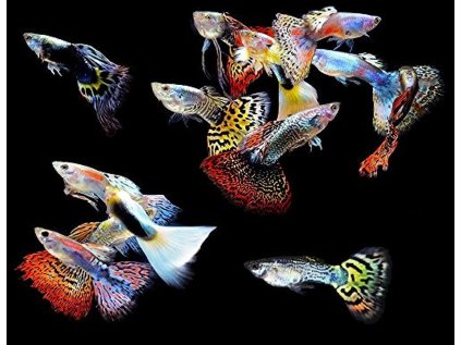 514cO56U2KL. AC UF1000,1000 QL80