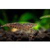 Neocaridina Davidi var. Mix zo selekcie chovov