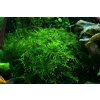 Taiwan moss - Taxiphyllum alternans