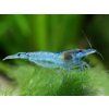 Neocaridina Davidi var. Blue Jelly