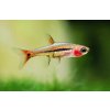 Boraras uropthalmoides 5 least rasbora 1024x661