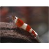 37 0 crystal red bee rote biene caridina cantonensis k4 1