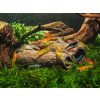 glasgarten crispy caves fressbare hoehlen edible tubes aquarium garnelen shrimp