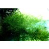 java moss
