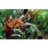 Cryptocoryne wendtii Mi Oya 2