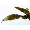 Cryptocoryne wendtii Mi Oya 3