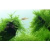 Taxiphyllum barbieri Bogor Moss 3