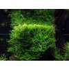 Taxiphyllum barbieri Bogor Moss 4