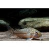 corydoras julii