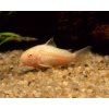 corydoras paleatus albino