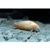 Corydoras aeneus albino
