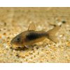 Corydoras aeneus