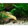 Prísavník obyčajný albín - Ancistrus sp. Albin