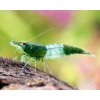 Garnelio Garnele green rili neocaridina davidi 1