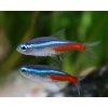 Tetra neonová - Paracheirodon innesi