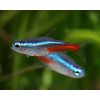 Tetra neonová - Paracheirodon innesi