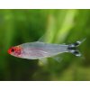 tetra červenohlava