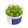 Rotala rotundifolia