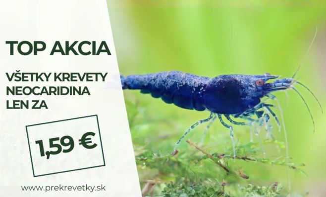 Super akcia na všetky krevety Neocaridina