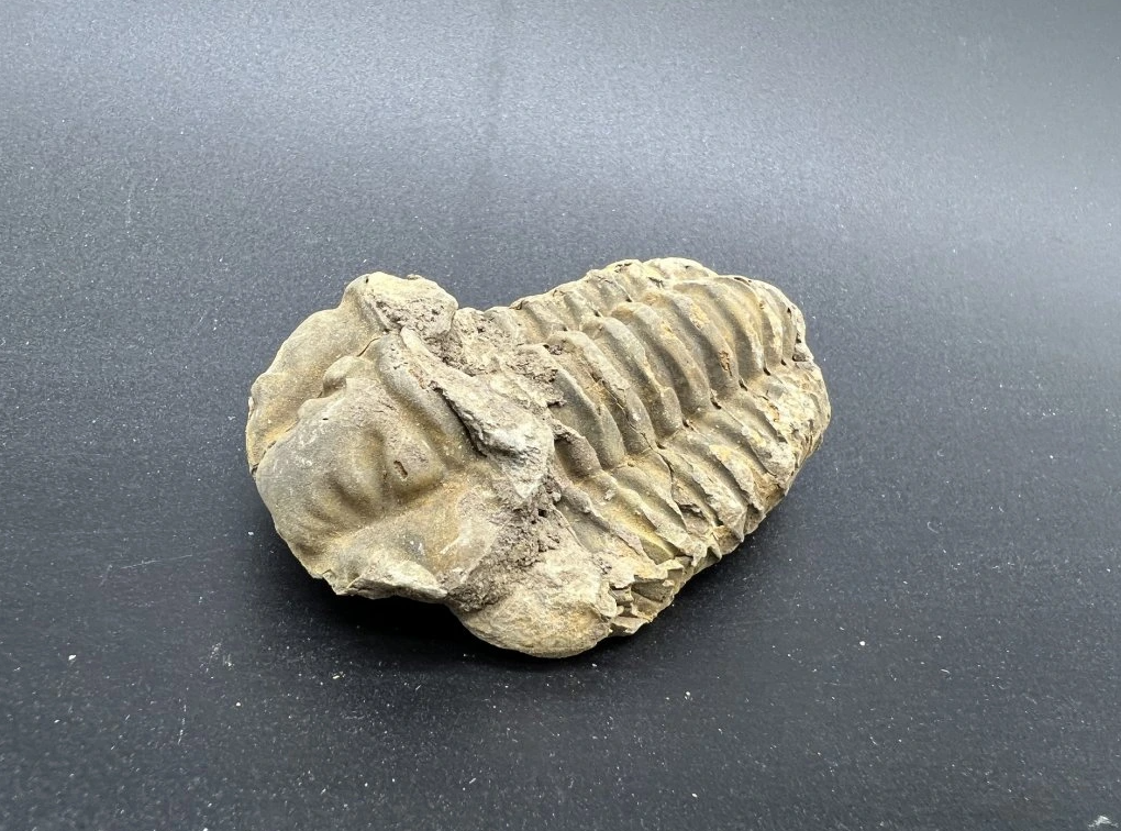 Paleontológia - Čo to je a čím sa zaoberá?