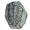 TRILOBIT