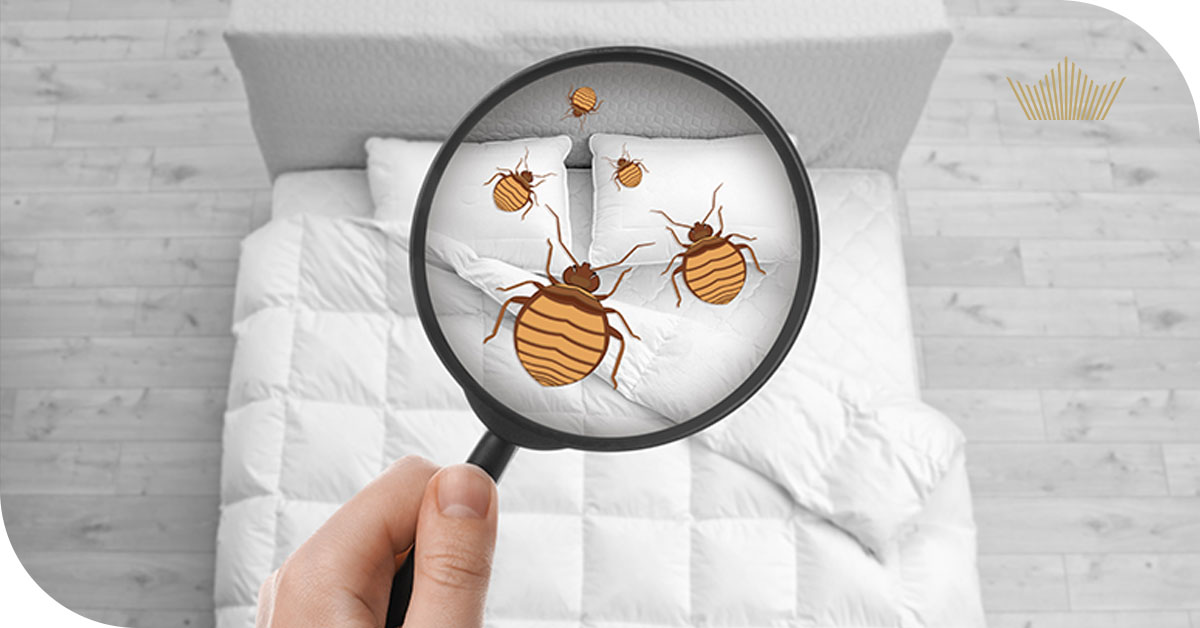 Roztoči v posteli: Jak je poznat, co dělat a proč pomůže nová matrace Inova