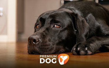 Smúti za vami šteniatko, keď odídete z bytu? Takto to viete napraviť!