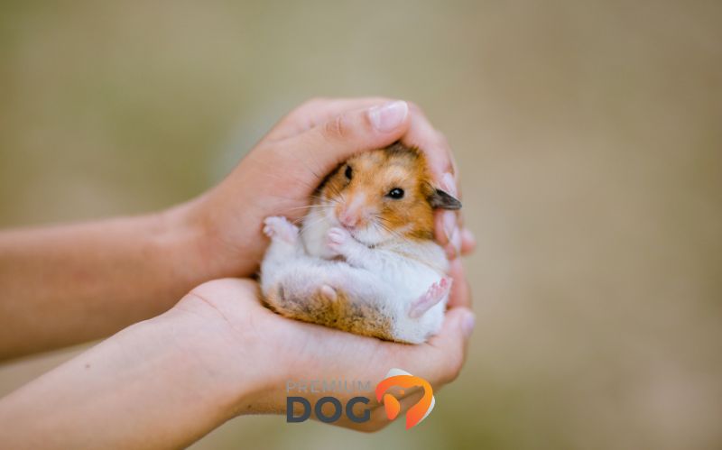 Správna starostlivosť o škrečka v domácnosti