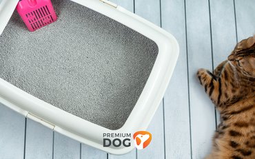 Jesenné upratovanie: Nezabúdajte ani na domáce zvieratká!