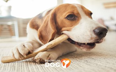 Na základe čoho vybrať tú správnu maškrtu pre psíka?