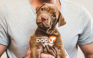 Rozhodli ste sa zaobstarať si šteniatko? Toto sú naše rady