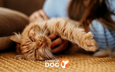 Mačka v byte. Ako sa o ňu starať?