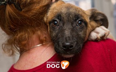 Prečo by ste sa mali rozhodnúť pre psa z útulku?
