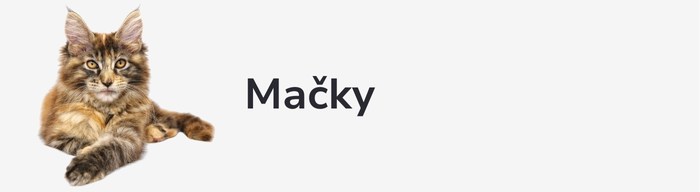 Mačky