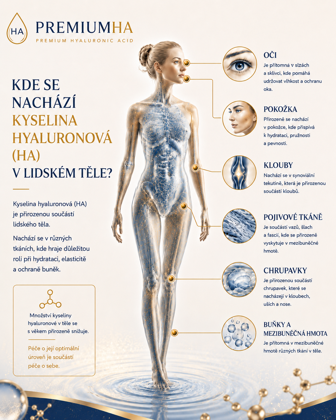 Infografika znázorňující výskyt kyseliny hyaluronové v lidském těle