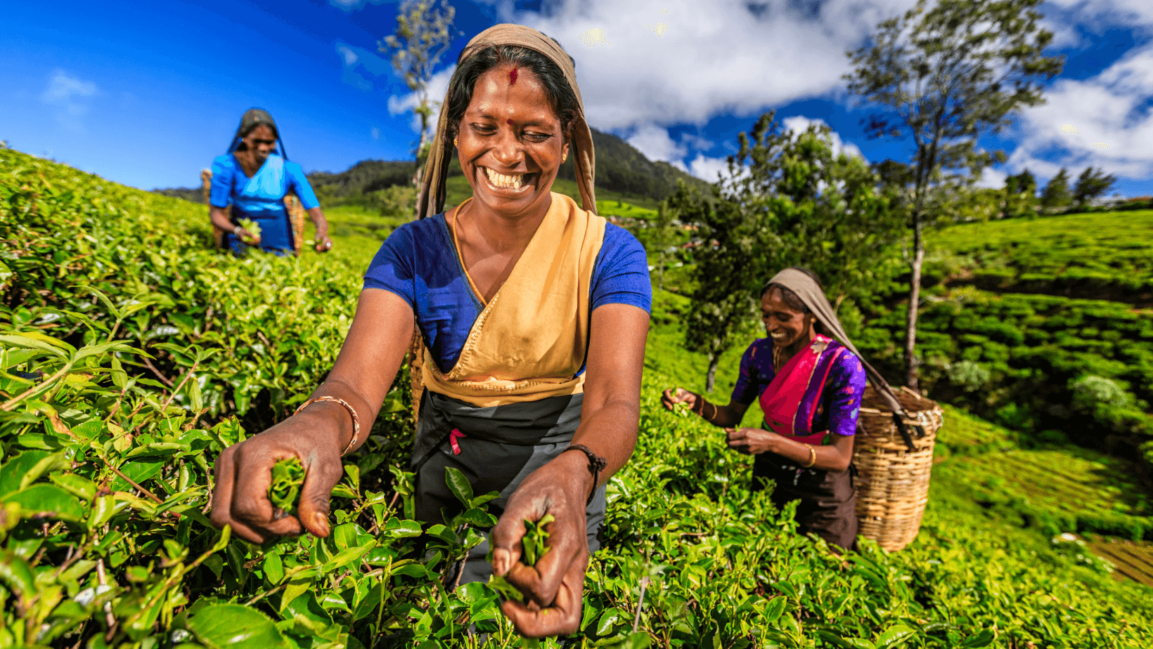 Život čajového lístku