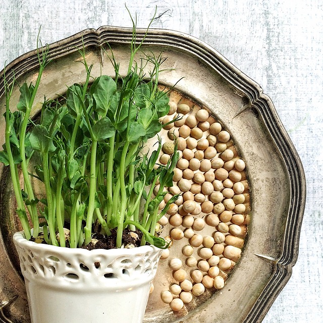 pea-shoots-1271882_640