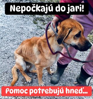 ❗️ÚTULOK V LEVICIACH NÁS PRÁVE POTREBUJE 😱❗️ ❌❌❌❌❌❌❌❌❌❌❌❌❌❌❌❌❌❌❌❌❌❌ BEZ POMOCI SÚ TU PSÍKY UŽ DRUHÝ ROK🙏🏻❗️ Len pred pár...