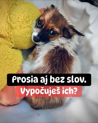 ❗️ÚTULOK V LEVICIACH NÁS PRÁVE POTREBUJE 😱❗️ ❌❌❌❌❌❌❌❌❌❌❌❌❌❌❌❌❌❌❌❌❌❌ BEZ POMOCI SÚ TU PSÍKY UŽ DRUHÝ ROK🙏🏻❗️ Len pred pár...