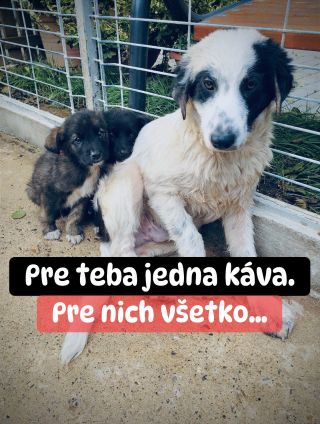 ❗️SEM SA POMOC NEDOSTALA 4 ROKY 😱😱😱❗️ ❌❌❌❌❌❌❌❌❌❌❌❌❌❌❌❌❌❌❌❌❌❌ PRIATELIA PRÚSER - do tohto útulku pomoc neprišla už skoro 4...